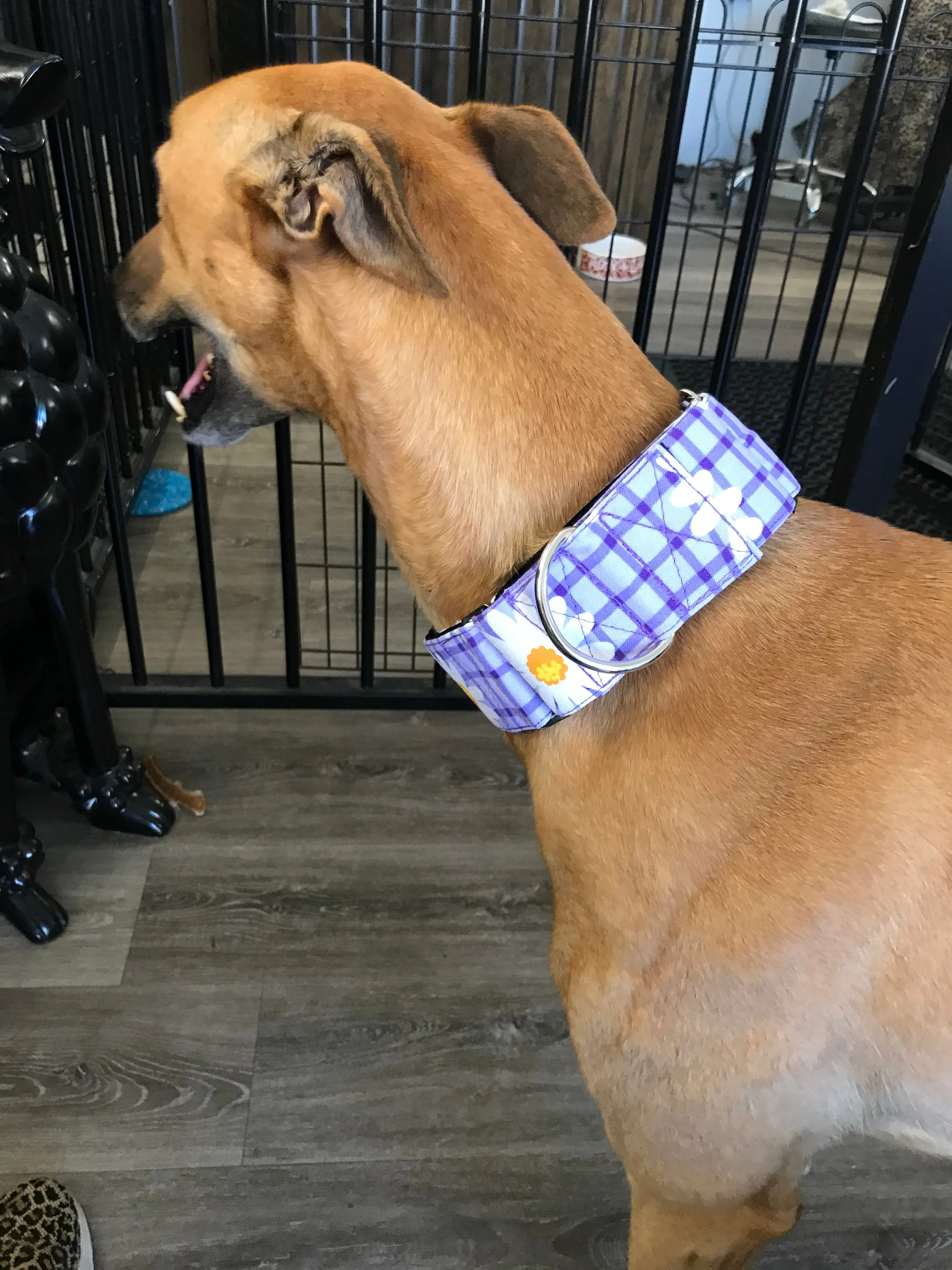 Wide Martingale collar purple daisies 50mm width