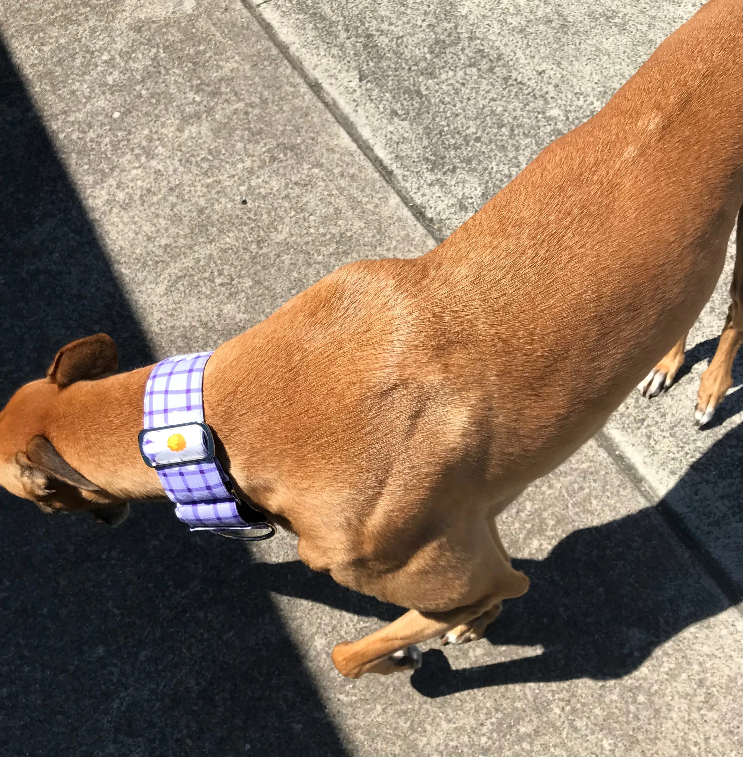 Wide Martingale collar purple daisies 50mm width