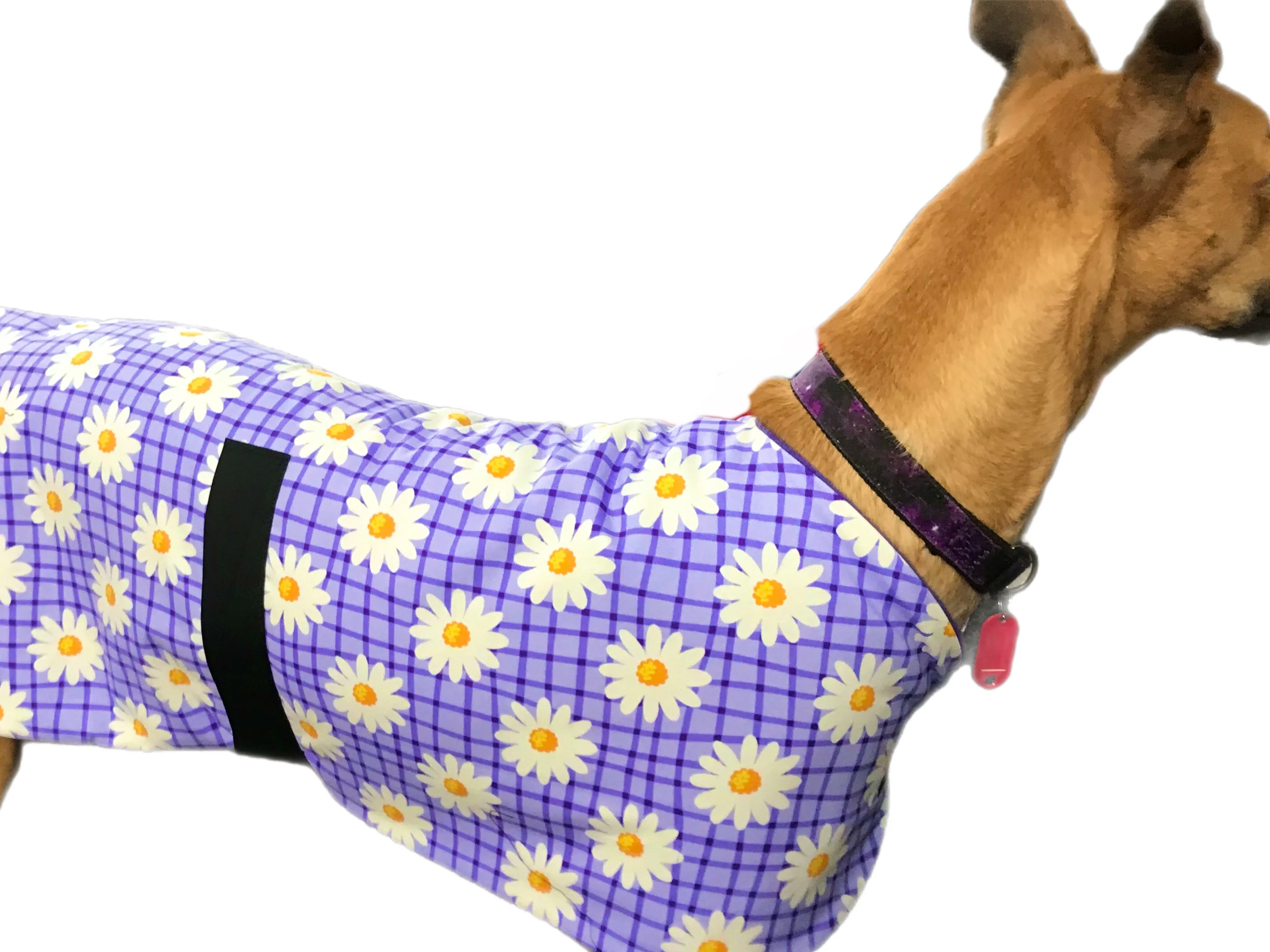 Wide Martingale collar purple daisies 50mm width